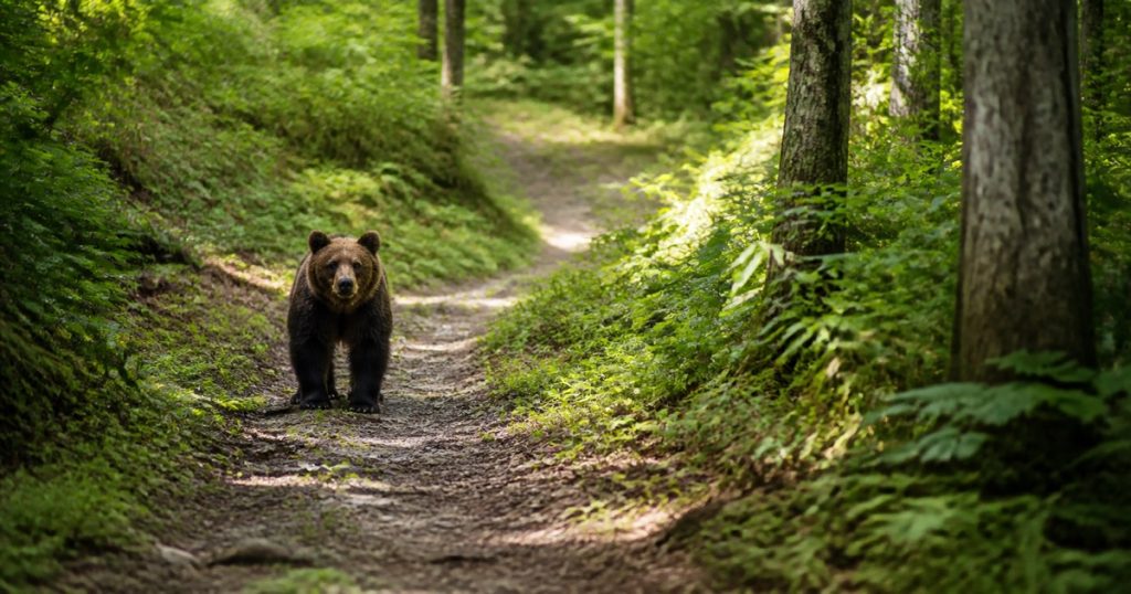 ヒグマの威嚇突進とは？本当に襲う時との違いの内容を表す、ヒグマと人の距離感を安全に描いたアイキャッチ画像