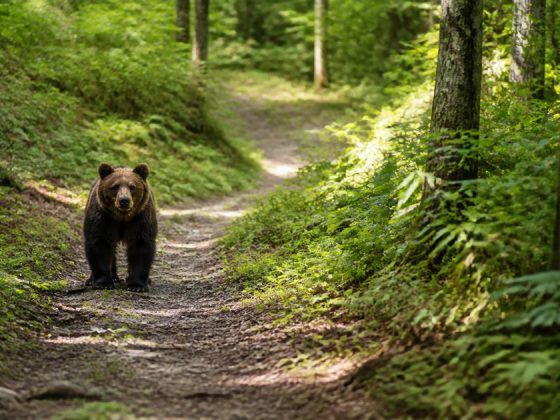 ヒグマの威嚇突進とは？本当に襲う時との違い