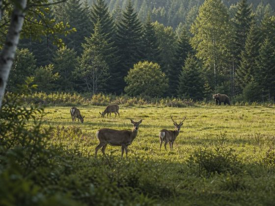 ヒグマとエゾシカの関係｜増加・捕食・地域被害をわかりやすく