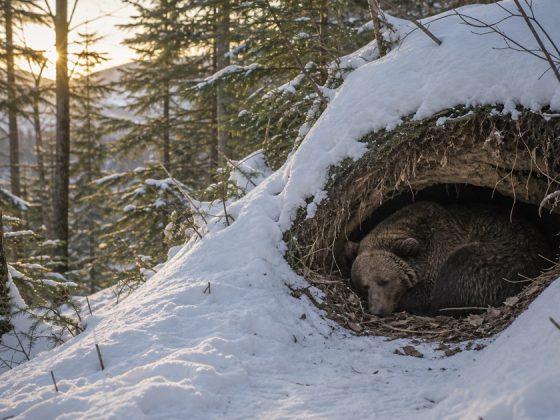 ヒグマの冬眠は眠っているだけじゃない？体のすごい仕組み